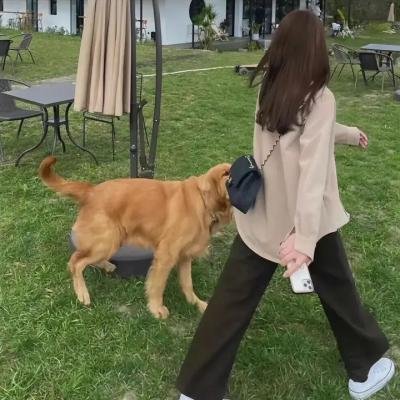 灵通汪星人